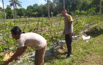 Bhabinkamtibmas Batu Putih Dukung Petani Cabai di Sekotong