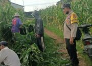 Dukung Program Pangan Nasional, AIPDA Khairul Iman Dampingi Petani Lombok Barat