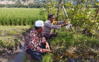 Bhabinkamtibmas Gapuk Dukung Petani Jambu Kristal di Gerung