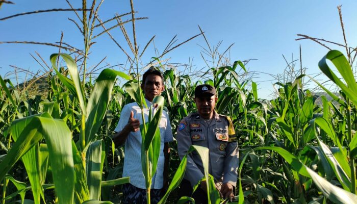 Polsek Lembar Tinjau Lahan Jagung Mareje Timur, Fokus pada Jadwal Tanam Panen