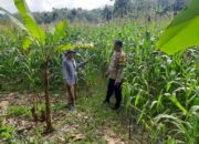 BRIPKA Saepul Sambangi Petani Jagung, Perkuat Ketahanan Pangan Lokal