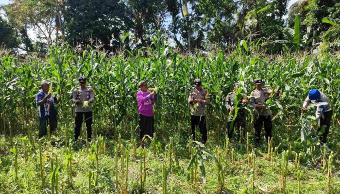 Dukung Ketahanan Pangan, Polri Hadir dalam Panen Raya Jagung NTB