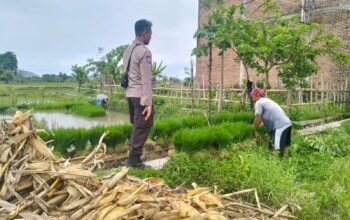 Polri Pantau Langsung Tanam Padi di Desa Lelede, Lombok Barat