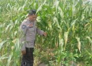 Mitra Tani: Peran Polisi dalam Mewujudkan Pangan Mandiri di Desa Beleka