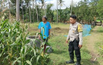 Perkuat Ketahanan Pangan, Polisi Bina Petani Jagung di Sekotong