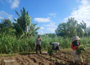Polisi dan Petani Bersinergi di Lombok Barat, Wujudkan Kemandirian Pangan