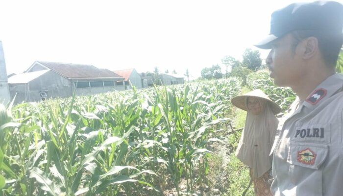 Inisiatif Pangan Lokal: Bhabinkamtibmas Ajak Warga Tanam Komoditas