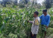 Ketahanan Pangan Dimulai dari Desa: Bhabinkamtibmas Kawal Langsung Petani Montong Are