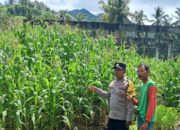 Dari Pekarangan Menjadi Lumbung Pangan: Strategi Desa Pelangan Hadapi Krisis