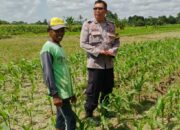 Bhabinkamtibmas Telagawaru Dorong Ketahanan Pangan Warga Paok Kambut