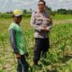 Bhabinkamtibmas Telagawaru Ajak Petani Wujudkan Swasembada Pangan Keluarga