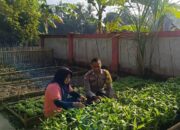KWT Dusun Pemangket Ubah Pekarangan Jadi Kebun Sayur Produktif di Kuripan Utara