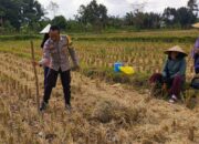 Ketahanan Pangan Dimulai dari Desa, Polsek Kuripan Dampingi Petani Jagung di Iting Langgem