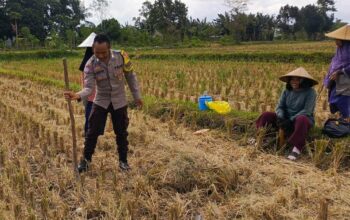 Ketahanan Pangan Dimulai dari Desa, Polsek Kuripan Dampingi Petani Jagung di Iting Langgem