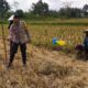 Polri Hadir di Tengah Sawah: Wujud Komitmen Ketahanan Pangan di Kuripan