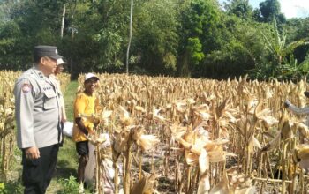Panen Jagung Sukses di Gerung Selatan, Polri Hadir Jaga Kondusivitas
