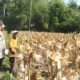 Ketahanan Pangan Terjaga, Polri Kawal Panen Jagung di Lombok Barat