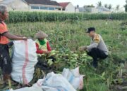 Dari Ladang ke Meja Makan: Kolaborasi Polisi dan Petani di Desa Labuapi