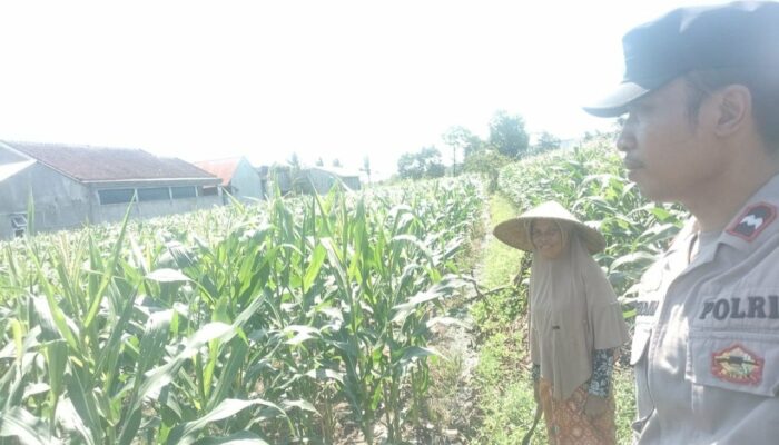 Kolaborasi Polri dan Petani di Labuapi, Wujudkan Ketahanan Pangan Nasional