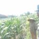 Kolaborasi Polri dan Petani di Labuapi, Wujudkan Ketahanan Pangan Nasional