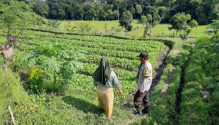 Ketahanan Pangan Berbasis Warga: Inisiatif Bhabinkamtibmas di Kediri, NTB