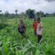 Sinergi Polisi dan Petani di Dusun Nyiur Gasing Dukung Ketahanan Pangan
