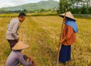 Petani Desa Kuripan Utara Dapat Pendampingan Langsung dari Bhabinkamtibmas