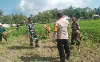 Sinergi TNI-Polri Dukung Ketahanan Pangan di Desa Taman Ayu, Gerung