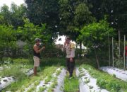 Bhabinkamtibmas Batulayar Dampingi Warga Panen Cabai, Dorong Pangan Mandiri dari Pekarangan