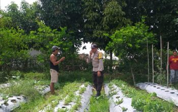 Bhabinkamtibmas Batulayar Dampingi Warga Panen Cabai, Dorong Pangan Mandiri dari Pekarangan