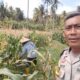 Bhabinkamtibmas Sambangi Petani di Tibu Baru, Bangun Komunikasi dan Ketahanan Pangan