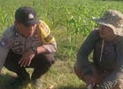 Bhabinkamtibmas Karang Bongkot Dukung Petani Jagung Manis Eksotik Lombok Barat