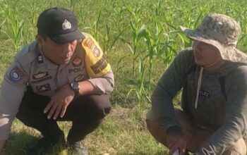 Bhabinkamtibmas Karang Bongkot Dukung Petani Jagung Manis Eksotik Lombok Barat