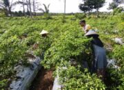 Bhabinkamtibmas Kuripan Utara Dampingi Petani Panen Cabai, Dukung Ketahanan Pangan