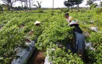 Bhabinkamtibmas Kuripan Utara Dampingi Petani Panen Cabai, Dukung Ketahanan Pangan