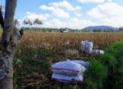Bhabinkamtibmas Tempos Dampingi Panen Jagung, Wujud Nyata Dukung Ketahanan Pangan