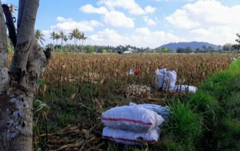 Bhabinkamtibmas Tempos Dampingi Panen Jagung, Wujud Nyata Dukung Ketahanan Pangan