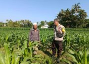 Dukung Ketahanan Pangan, Bhabinkamtibmas Sandik Edukasi Warga Perempung