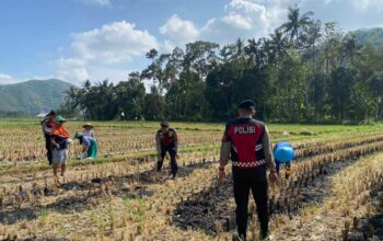 Polres Lombok Barat Dampingi Petani Jagung Desa Kebon Ayu untuk Ketahanan Pangan