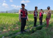 Polres Lombok Barat Pantau Lahan Jagung di Desa Tempos untuk Dukung Swasembada Pangan