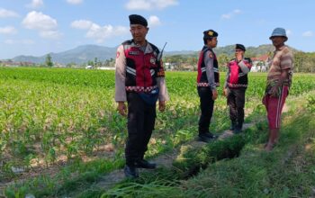Polres Lombok Barat Pantau Lahan Jagung di Desa Tempos untuk Dukung Swasembada Pangan