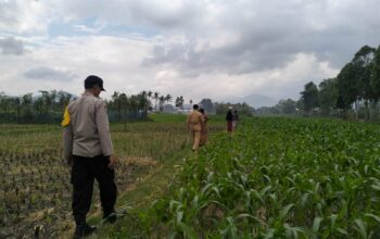 Penyemprotan Insektisida di Lelede Wujud Nyata Dukungan Ketahanan Pangan