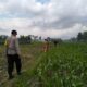 Penyemprotan Insektisida di Lelede Wujud Nyata Dukungan Ketahanan Pangan