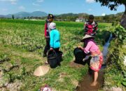 Polsek Kuripan Dukung Ketahanan Pangan Lewat Patroli di Lahan Jagung