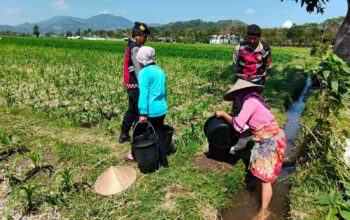 Polsek Kuripan Dukung Ketahanan Pangan Lewat Patroli di Lahan Jagung