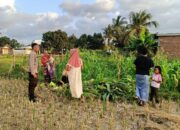 Polsek Kuripan Dukung Petani Jagung di Kumbung Barat Wujudkan Ketahanan Pangan