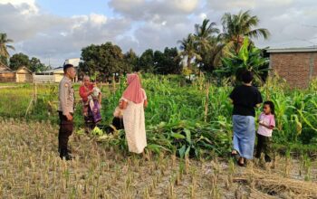 Polsek Kuripan Dukung Petani Jagung di Kumbung Barat Wujudkan Ketahanan Pangan