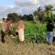 Kuripan Utara Perkuat Ketahanan Pangan Lewat Sinergi Polri dan Petani