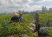 Sinergi Polri dan Warga Dusun Pelulan Wujudkan Ketahanan Pangan Keluarga