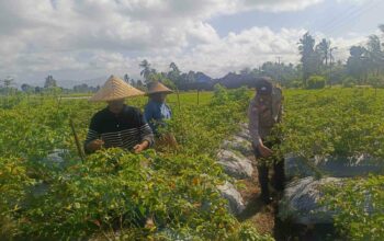 Sinergi Polri dan Warga Dusun Pelulan Wujudkan Ketahanan Pangan Keluarga